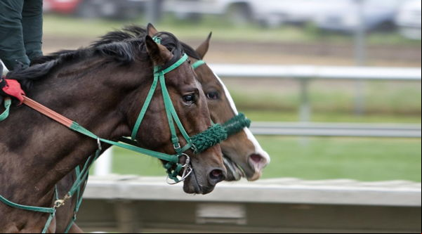horse race