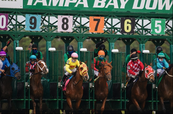 racehorse